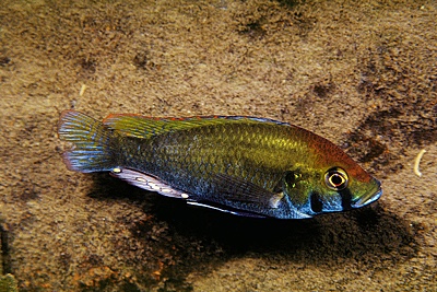 Astatotilapia calliptera 'Thumbi East Island'